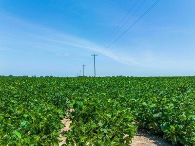 Row Crop Farm For Sale Lamar County TX - image 10