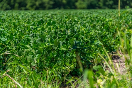 Row Crop Farm For Sale Lamar County TX - image 17