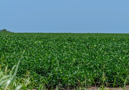 Row Crop Farm For Sale Lamar County TX - image 18