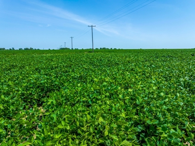 Row Crop Farm For Sale Lamar County TX - image 1