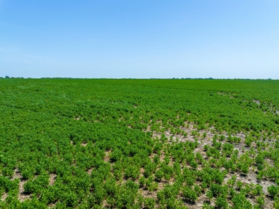 Row Crop Farm For Sale Lamar County TX - image 16