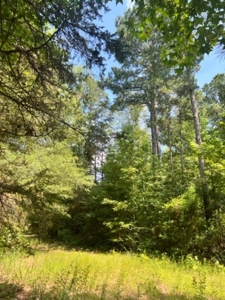 East Texas Recreational Property - image 8