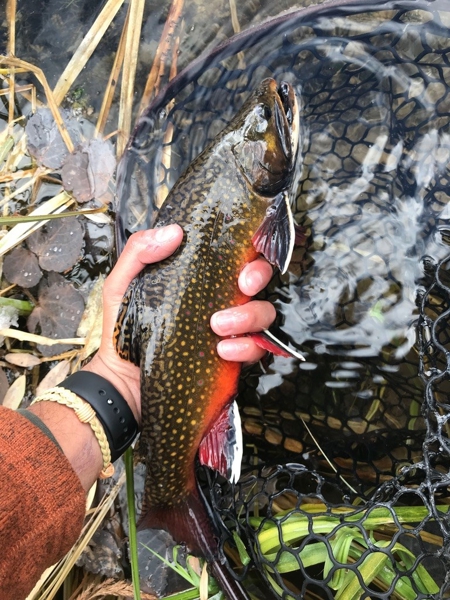 Mesa Lakes Fishing Lodge For Sale 