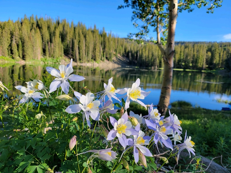 Bever Lake at Mesa Lakes Lodge 