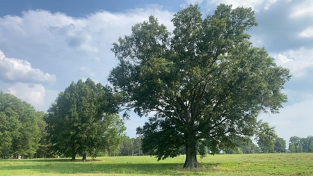 34.9 Acres Lincoln County, MS Pasture Property For Sale - image 14