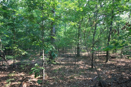 Wayne County Missouri Hunting land for Sale - image 34