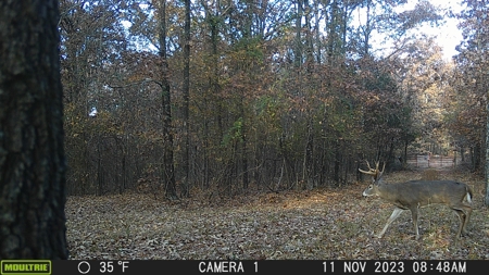 Wayne County Missouri Hunting land for Sale - image 42