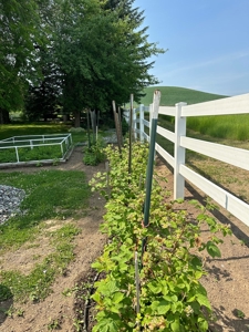 Your 4 acre piece of Palouse Paradise - image 3