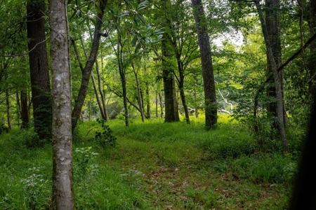 170 Acres with Farmhouse in St. Helena Parish, LA for Sale - image 37