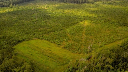 170 Acres with Farmhouse in St. Helena Parish, LA for Sale - image 7