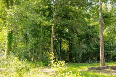 170 Acres with Farmhouse in St. Helena Parish, LA for Sale - image 35