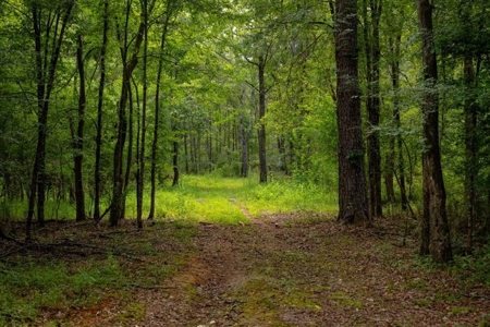 170 Acres with Farmhouse in St. Helena Parish, LA for Sale - image 26