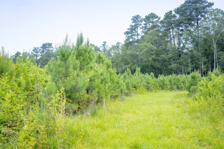 170 Acres with Farmhouse in St. Helena Parish, LA for Sale - image 29