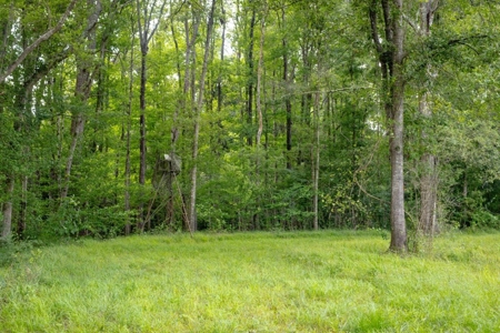 170 Acres with Farmhouse in St. Helena Parish, LA for Sale - image 30