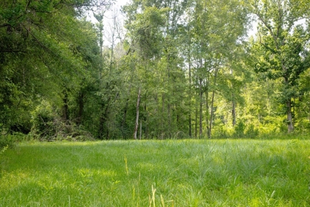 170 Acres with Farmhouse in St. Helena Parish, LA for Sale - image 32