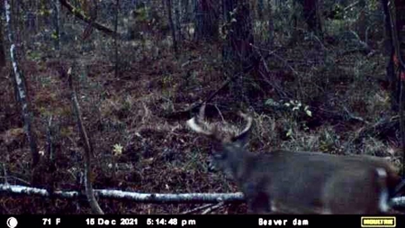 170 Acres with Farmhouse in St. Helena Parish, LA for Sale - image 46