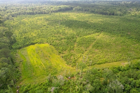 170 Acres with Farmhouse in St. Helena Parish, LA for Sale - image 41