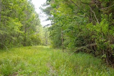 170 Acres with Farmhouse in St. Helena Parish, LA for Sale - image 28