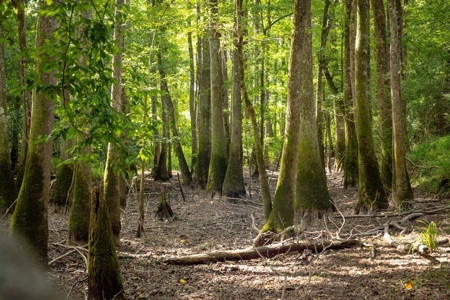 170 Acres with Farmhouse in St. Helena Parish, LA for Sale - image 31