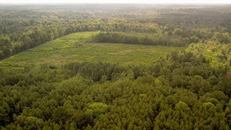 170 Acres with Farmhouse in St. Helena Parish, LA for Sale - image 8