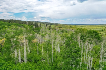 Exceptional Mountain Property for Sale in Dolores CO! - image 14