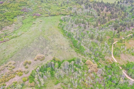 Exceptional Mountain Property for Sale in Dolores CO! - image 3