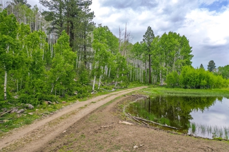 Exceptional Mountain Property for Sale in Dolores CO! - image 21