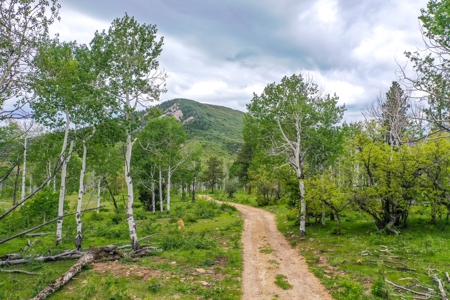 Exceptional Mountain Property for Sale in Dolores CO! - image 13