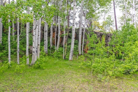 Exceptional Mountain Property for Sale in Dolores CO! - image 17