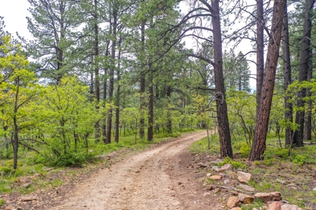 Gorgeous Mountain Acreage for Sale in Dolores Colorado! - image 2