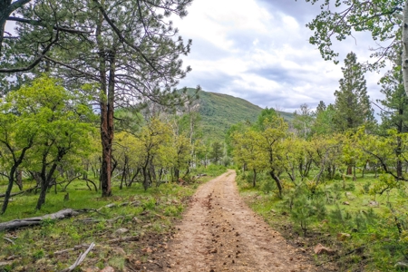 Gorgeous Mountain Acreage for Sale in Dolores Colorado! - image 5