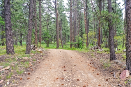 Gorgeous Mountain Acreage for Sale in Dolores Colorado! - image 1
