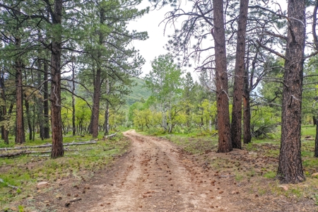 Gorgeous Mountain Acreage for Sale in Dolores Colorado! - image 4