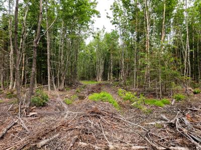 38 Acres of Maine Land for Sale - image 6