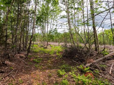 38 Acres of Maine Land for Sale - image 7