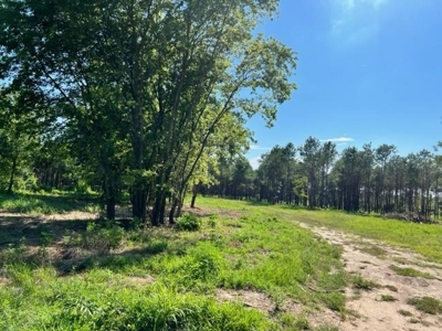 43 Acres of Pine Plantation in East Texas - image 16