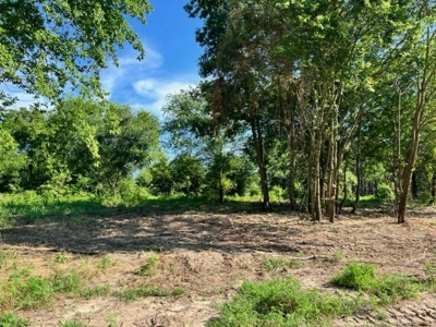 43 Acres of Pine Plantation in East Texas - image 14