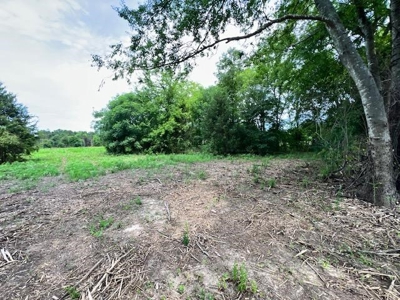 43 Acres of Pine Plantation in East Texas - image 7