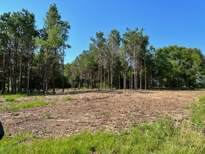 43 Acres of Pine Plantation in East Texas - image 8