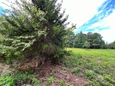 43 Acres of Pine Plantation in East Texas - image 5