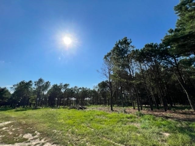 43 Acres of Pine Plantation in East Texas - image 12