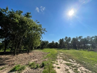 43 Acres of Pine Plantation in East Texas - image 11