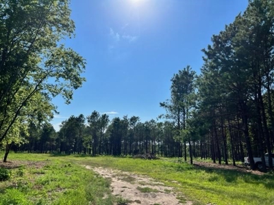 43 Acres of Pine Plantation in East Texas - image 15
