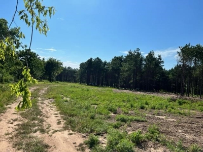 43 Acres of Pine Plantation in East Texas - image 9