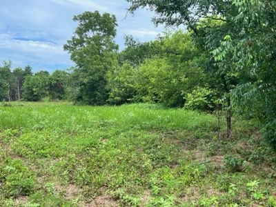 43 Acres of Pine Plantation in East Texas - image 3