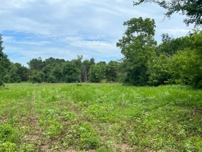 43 Acres of Pine Plantation in East Texas - image 2