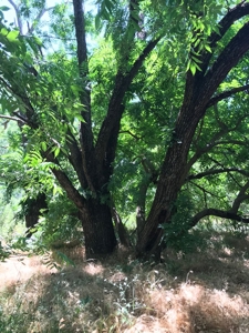 Davis, California land to build for sale - image 7
