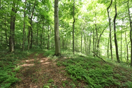 Cape Cod Home on 33 acres in Somerset Ohio - image 29