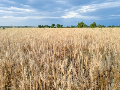 Milk River Treasure Ranch Dryland Farm Hay Production - image 43