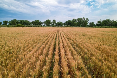 Milk River Treasure Ranch Dryland Farm Hay Production - image 35